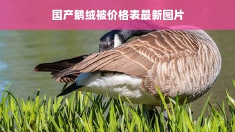 国产鹅绒被价格表最新图片