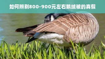 如何辨别800-900元左右鹅绒被的真假