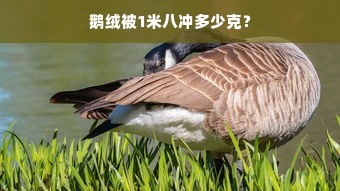 鹅绒被1米八冲多少克？