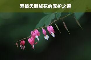 紫被天鹅绒花的养护之道