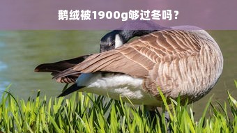 鹅绒被1900g够过冬吗？