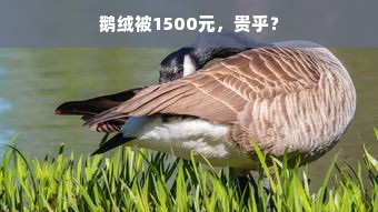 鹅绒被1500元，贵乎？