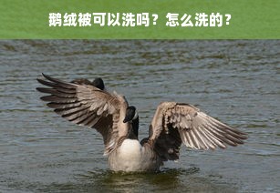 鹅绒被可以洗吗？怎么洗的？