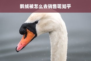 鹅绒被怎么去销售呢知乎