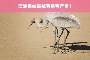 澳洲鹅绒被掉毛是否严重？