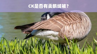 CK是否有卖鹅绒被？