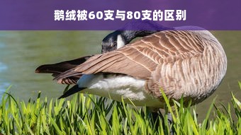 鹅绒被60支与80支的区别