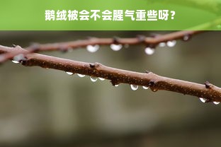 鹅绒被会不会腥气重些呀？