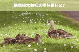 鹅绒被大鹅标志橘色是什么？