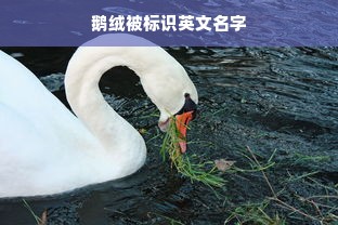 鹅绒被标识英文名字