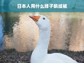 日本人用什么牌子鹅绒被