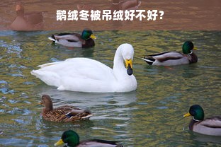 鹅绒冬被吊绒好不好？