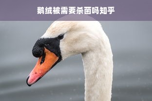 鹅绒被需要杀菌吗知乎