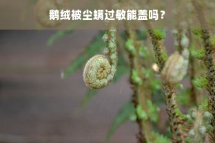 鹅绒被尘螨过敏能盖吗？