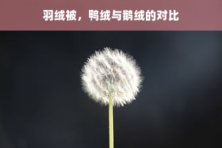 羽绒被，鸭绒与鹅绒的对比