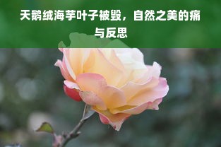 天鹅绒海芋叶子被毁，自然之美的痛与反思