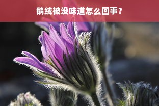 鹅绒被没味道怎么回事？