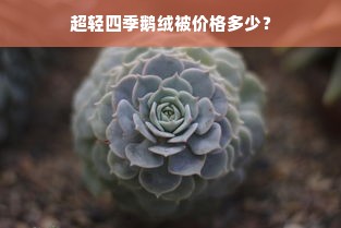 超轻四季鹅绒被价格多少？