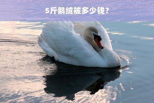 5斤鹅绒被多少钱？