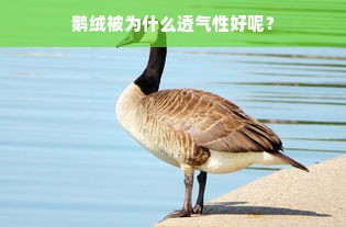 鹅绒被为什么透气性好呢？