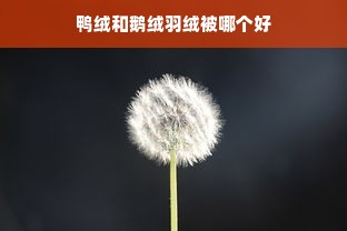 鸭绒和鹅绒羽绒被哪个好