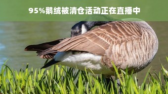 95%鹅绒被清仓活动正在直播中