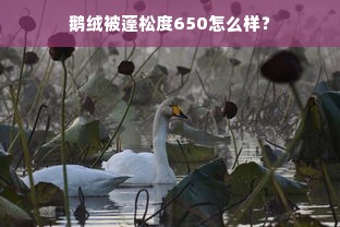 鹅绒被蓬松度650怎么样？