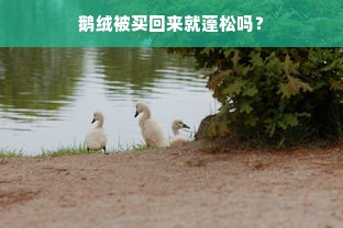 鹅绒被买回来就蓬松吗？