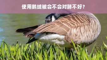 使用鹅绒被会不会对肺不好？