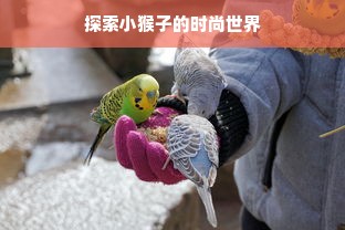 探索小猴子的时尚世界