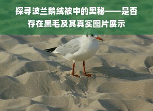 探寻波兰鹅绒被中的奥秘——是否存在黑毛及其真实图片展示