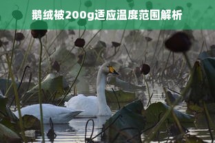 鹅绒被200g适应温度范围解析