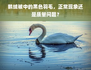 鹅绒被中的黑色羽毛，正常现象还是质量问题？